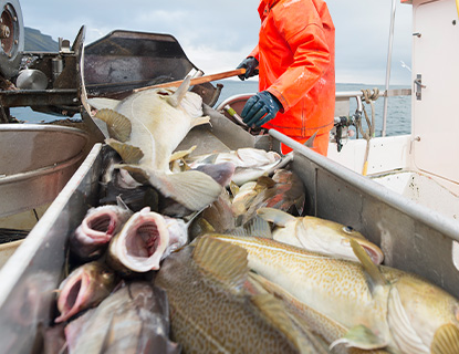 Изолированная ванна для рыбы